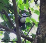 white crested laughingthrush.jpg