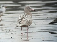 Glaucous6.jpg