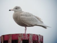 Glaucous8.jpg