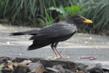 Chinese Blackbird, Shanghai, 13th April.jpg