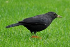 Chinese Blackbird 2, Shanghai, 13th April.jpg