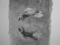 landing duck 022 (Medium).jpg