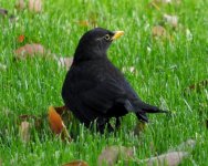 Chinese Blackbird 3, Shanghai, 13th April.jpg