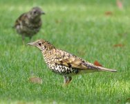 White's Thrush, Shanghai, 13th April.jpg