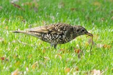 White's Thrush 2, Shanghai, 13th April.jpg