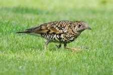 White's Thrush 3, Shanghai, 13th April.jpg