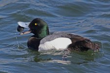 scaup9.jpg