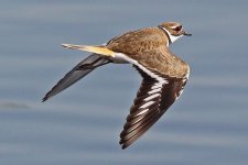 killdeer.jpg