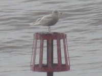 Glaucous Gull Sheringham 27 feb 2010 compressed.jpg