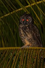 IMG_0128-Stygian-Owl-web.jpg