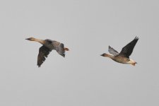 Middendorff's Goose and Tundra Goose (ssp serrirostris).jpg