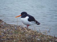 Oystercatcher.jpg