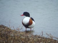 Shelduck female.jpg