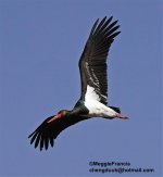 Black stork.jpg