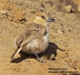 Hume's groundpecker.jpg