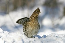 Ruffled Grouse can 2.jpg