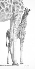 CLM - Giraffe Mother  Calf_PROMO (Large).jpg