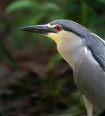 bc night heron breed P6000 crop DSCN0954.jpg