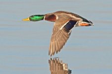 mallard5.jpg