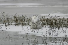 Snowy Owl can 2.jpg