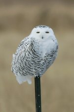 Snowy Owl can 3.jpg