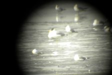 Pallas's Gull.jpg