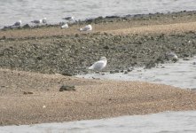 Glaucous Gull.jpg