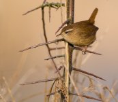 Wren1new(NS) copy.jpg