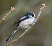 Long-TailedTit(NS) copy.jpg