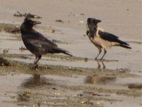carrion and hooded crow carlingford lough feb.jpg
