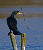 Cormorantwithbranch(NS) copy.jpg