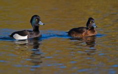 TuftedDuckpair copy_1.jpg