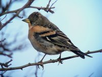 Brambling3.jpg