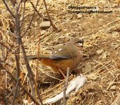 snowy cheeked laughingthrush.JPG