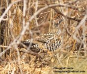 chinese grouse.jpg