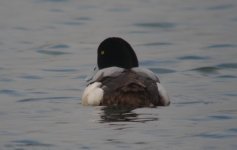 2.Scaup.JPG