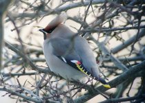 WaxwingWR1.jpg