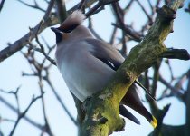 WaxwingWR3.jpg