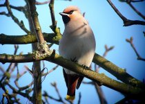 WaxwingWR5.jpg