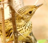 Lanceolated Warbler profile.jpg