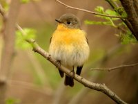 Mugimaki Flycatcher, female.jpg