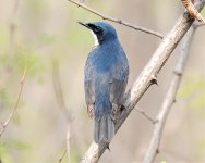 Siberian Blue Robin, Beidaihe area, Hebei province, China..jpg