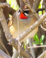 Siberian Rubythroat.jpg