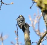 Nonsuch Park Lesser Spotted Woodpecker 1.jpg