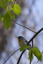 Northern_Parula_xyz_wcc_po.jpg