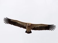 IMG_0327_Gryffon Vulture.jpg