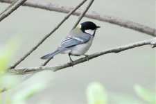 Southern Great Tit.jpg