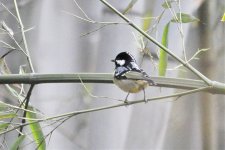 Yellow-bellied Tit.jpg