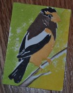 Evening Grosbeak.jpg