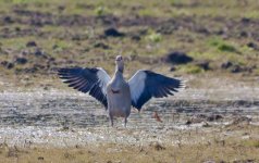 Egyptian Goose.jpg